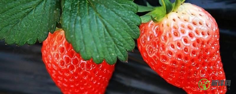 草莓季节是几月份吃(吃草莓的季节是几月)