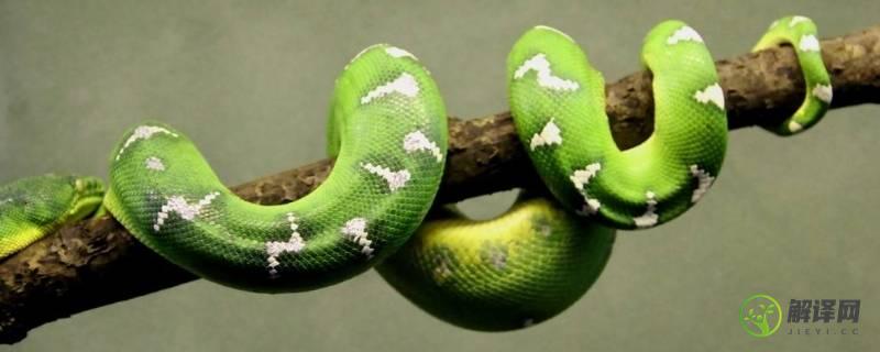 绿色的蛇有毒吗(绿色的蛇有毒吗叫什么)