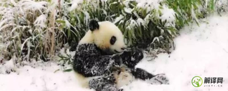 大熊猫是否冬眠(大熊猫有没有冬眠的情况)