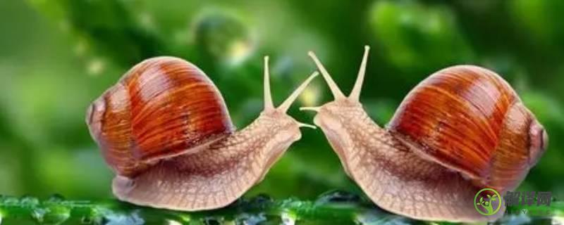 蜗牛怕什么东西(蜗牛害怕什么东西?)