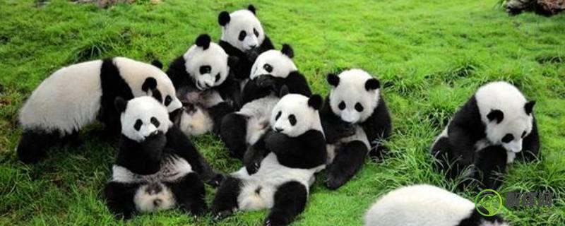 大熊猫一般生活在什么地方(大熊猫一般生活在哪里)