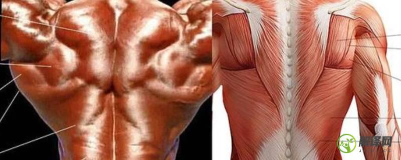 肌肉类型(三种肌肉类型)