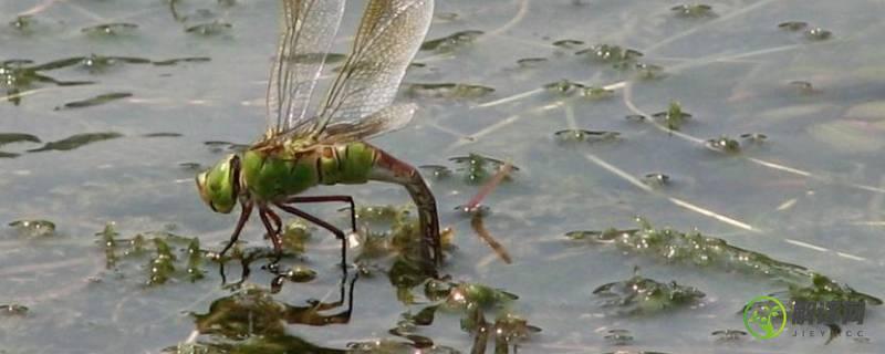 蜻蜓为什么要点水(雨后蜻蜓为什么要点水)