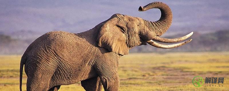 大象重量(成年大象重量)