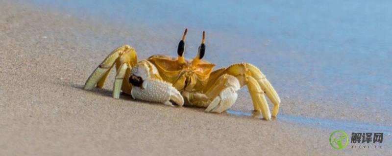 小螃蟹吃什么食物(家养小螃蟹吃什么食物)