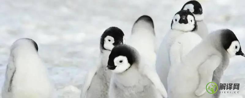 企鹅为什么不怕冷(企鹅为什么不怕冷回答)