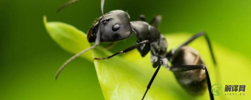 蚂蚁有什么生活习性