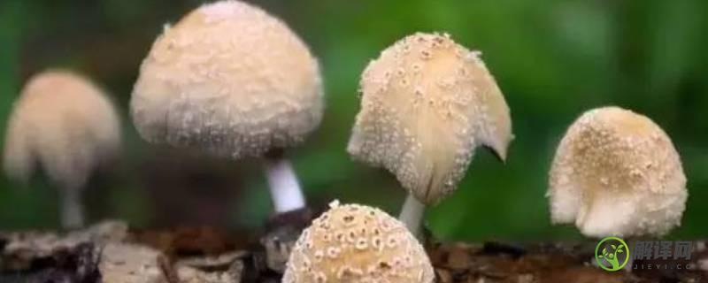 东北蘑菇种类(东北蘑菇种类带图解)