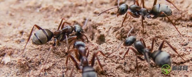 蚂蚁吃什么食物(普通黑蚂蚁吃什么食物)
