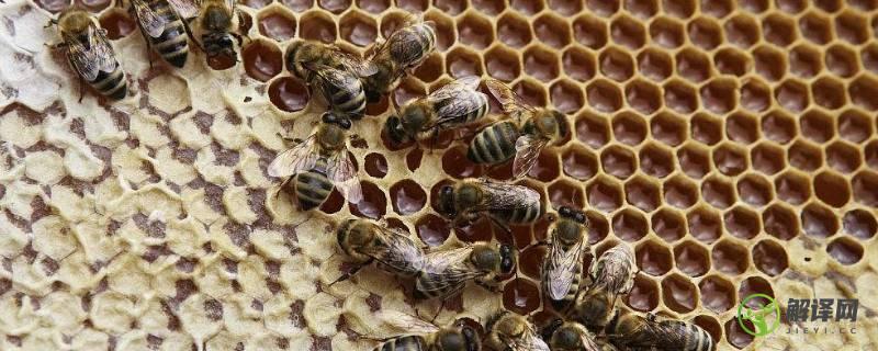 蜜蜂巢脾是什么东西(蜂巢蜜和巢脾)