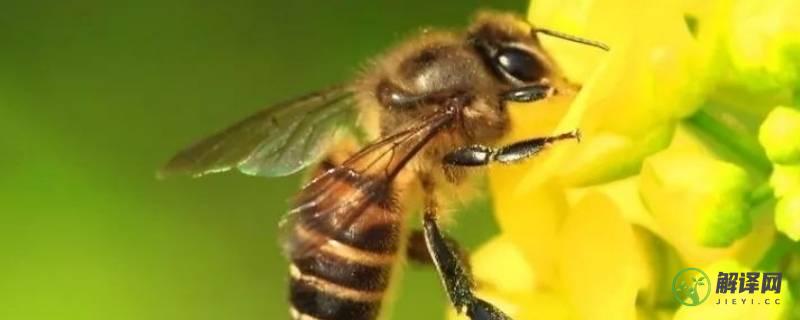 蜜蜂的外形(蜜蜂的外形特征描写)