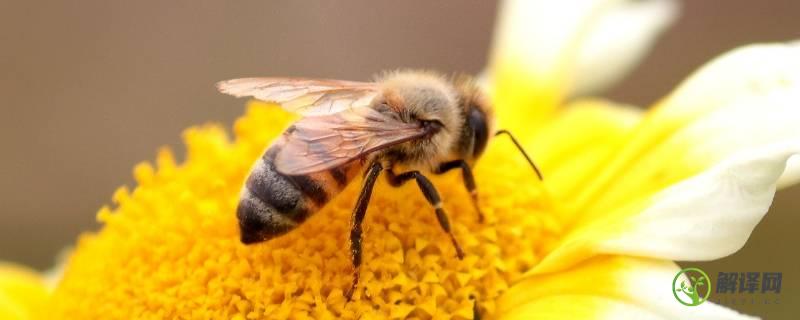 蜜蜂有什么精神(蜜蜂有什么精神品质的作文)