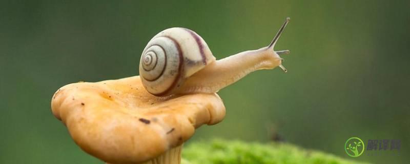 蜗牛是怎么形成的(菜地里的蜗牛是怎么形成的)