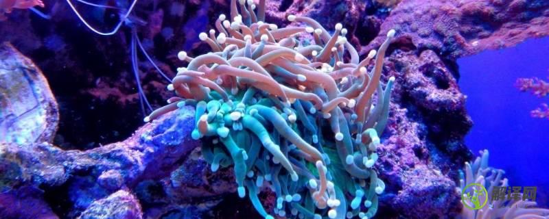 珊瑚属于生物吗(珊瑚是属于哪种生物)