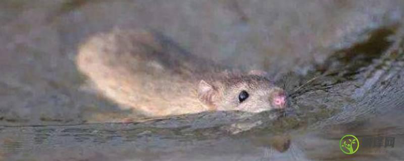 老鼠会不会游泳(老鼠会不会游泳和爬树)