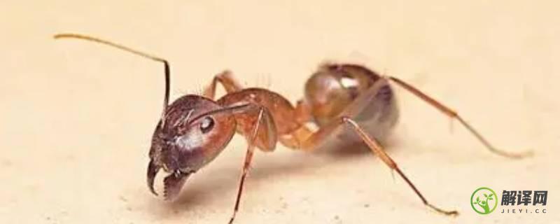 蚂蚁的秘密有哪些(蚂蚁的秘密有哪些调查方式)
