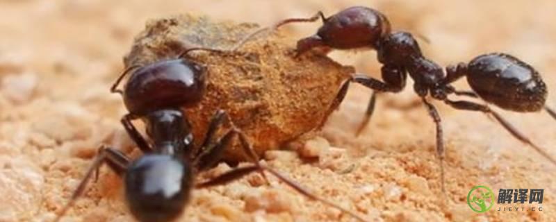 蚂蚁的触角像什么(蚂蚁的触角像什么比喻句)