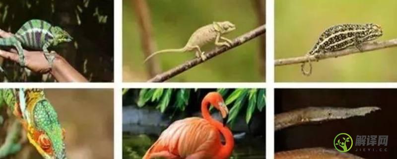 热带雨林常见动物(热带雨林常见动物(中国)