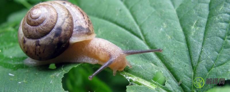蜗牛的寿命一般有多长(蜗牛的寿命一般是多长时间)
