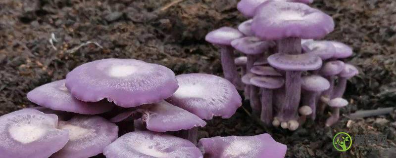 紫丁香蘑和花脸香蘑的区别(花脸香蘑的营养价值)