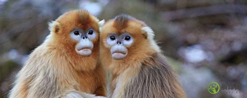 猴子寿命一般在多少年左右(猴子的寿命一般多少年到多少年)
