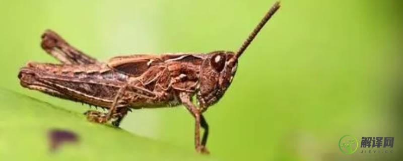 昆虫记蝗虫的特点和生活特征(昆虫记蝗虫的外形和生活特征)