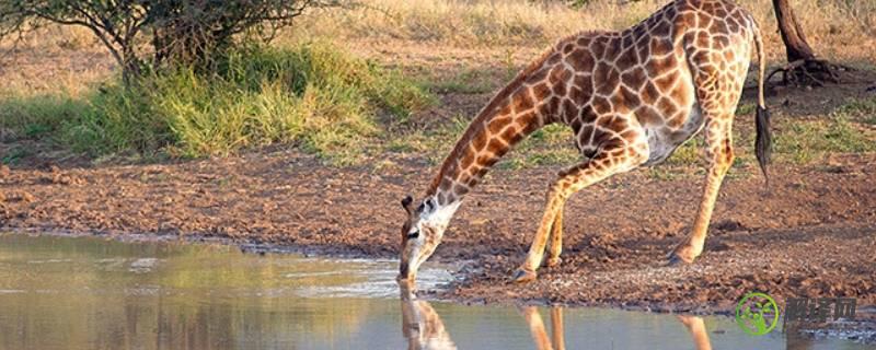 长颈鹿怎么喝水(长颈鹿怎么喝水英文回答)