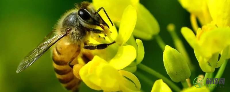 蜜蜂的介绍以及特点(蜜蜂的特点有哪些特点)