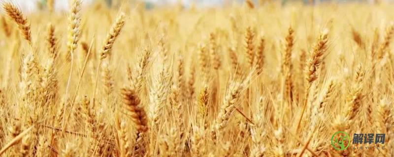 小麦成熟的季节是几月(江苏小麦成熟的季节是几月)