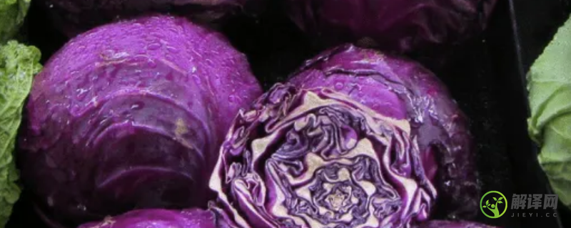 紫色的包菜叫什么(紫色的包菜叫什么紫甘蓝)
