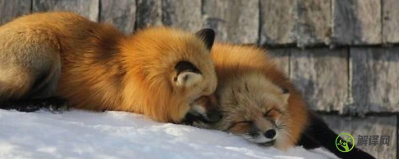 狐狸冬眠吗(狐狸冬眠吗百度百科)