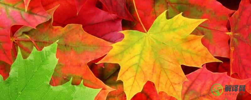 秋天的枫叶是什么颜色的(秋天的枫叶是什么颜色的ABAB)