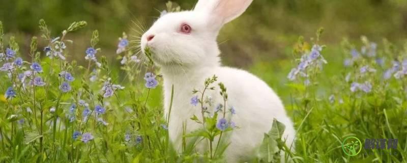 小白兔有哪些特点有趣的地方(小白兔的特点和可爱之处)
