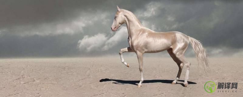 马最快能跑时速几公里(马最长能跑多少公里)