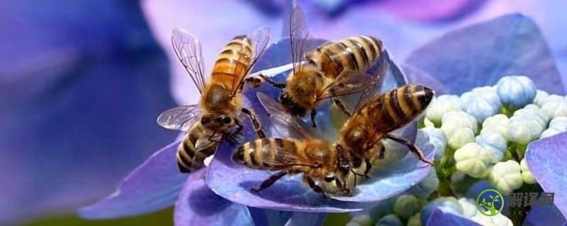 为什么蜜蜂要采蜜(为什么蜜蜂要采蜜呢逗号答案)