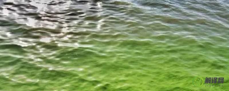 蓝藻属于真核生物还是原核生物