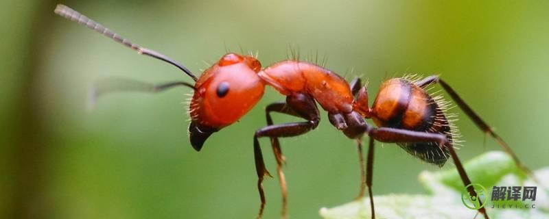 红蚂蚁如何彻底灭杀(小红蚂蚁如何彻底灭杀)