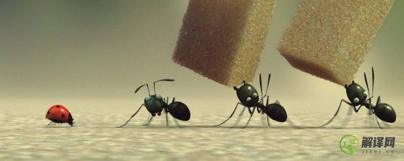 蚂蚁分类(蚂蚁分类图片)