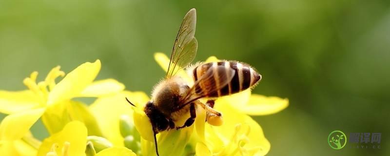 蜜蜂的品质(蜜蜂的品质像什么人)