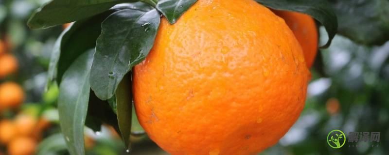 沃柑是橘子还是橙子(沃柑是橘子还是橙子?治咳嗽吗)