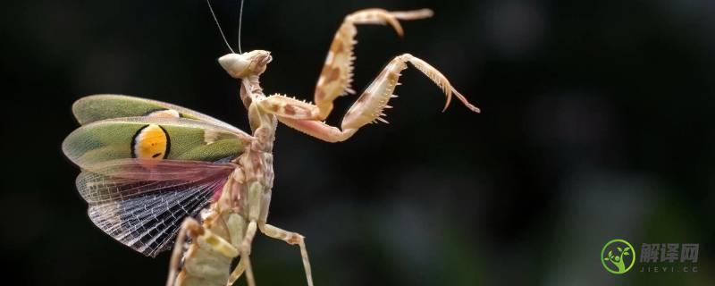 螳螂的天敌是什么(螳螂的天敌是什么昆虫图片)