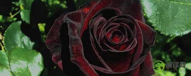 黑玫瑰的种植(黑玫瑰花种)