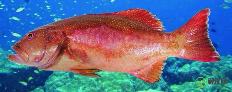 红斑鱼和东星斑的区别(东星斑和红鱼怎么区别)