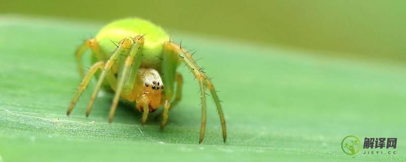 绿色的蜘蛛是什么品种(绿色的小蜘蛛是什么品种)