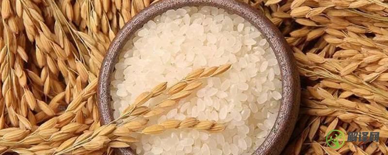 早稻米又叫什么米(早稻米是粳米吗)
