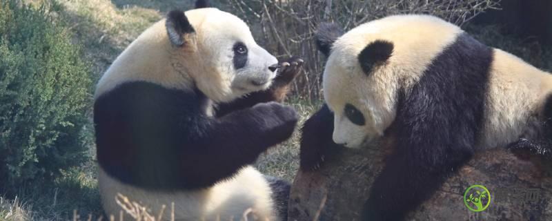 大熊猫的活动有哪些(大熊猫的活动是什么样的)