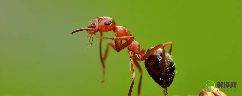 蚂蚁卵是什么样子的(蚂蚁卵是什么样的(图片)