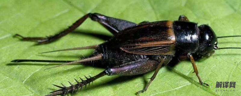 昆虫记中蟋蟀的外形和生活特征