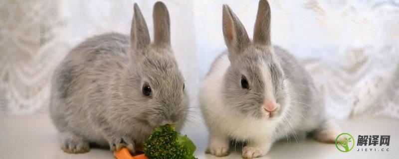 兔子吃什么(兔子吃什么蔬菜比较好)