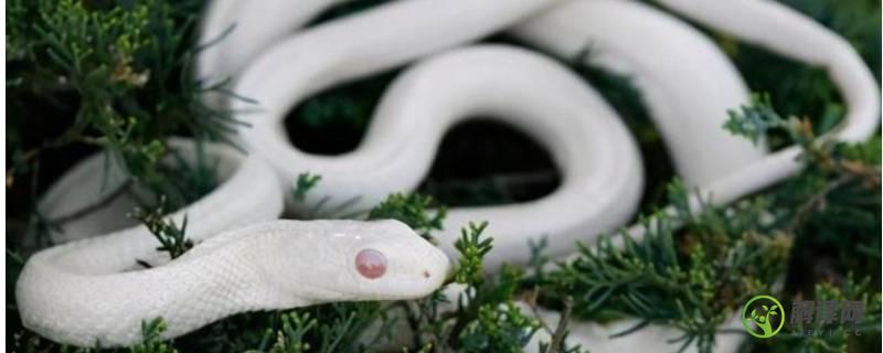 白色蛇是什么蛇(白色的蛇白色的)